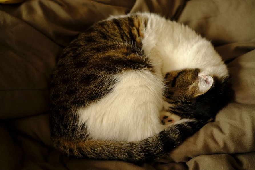 кот уютно свернулся в одеяле