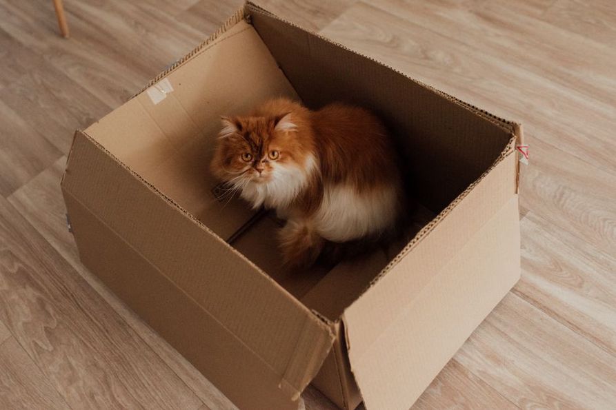 кошка уютно устроилась в картонной коробке