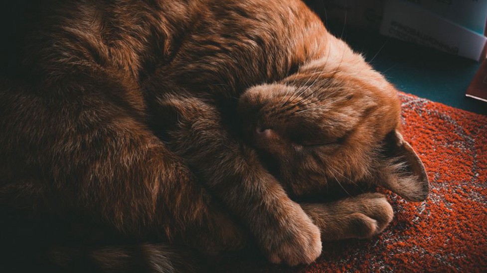 кошка мурлычет, лежа на диване