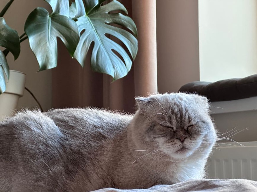 уютный уголок для кошки с полками и игрушками
