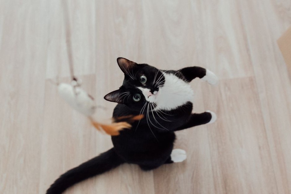кошка играет со своим хвостом