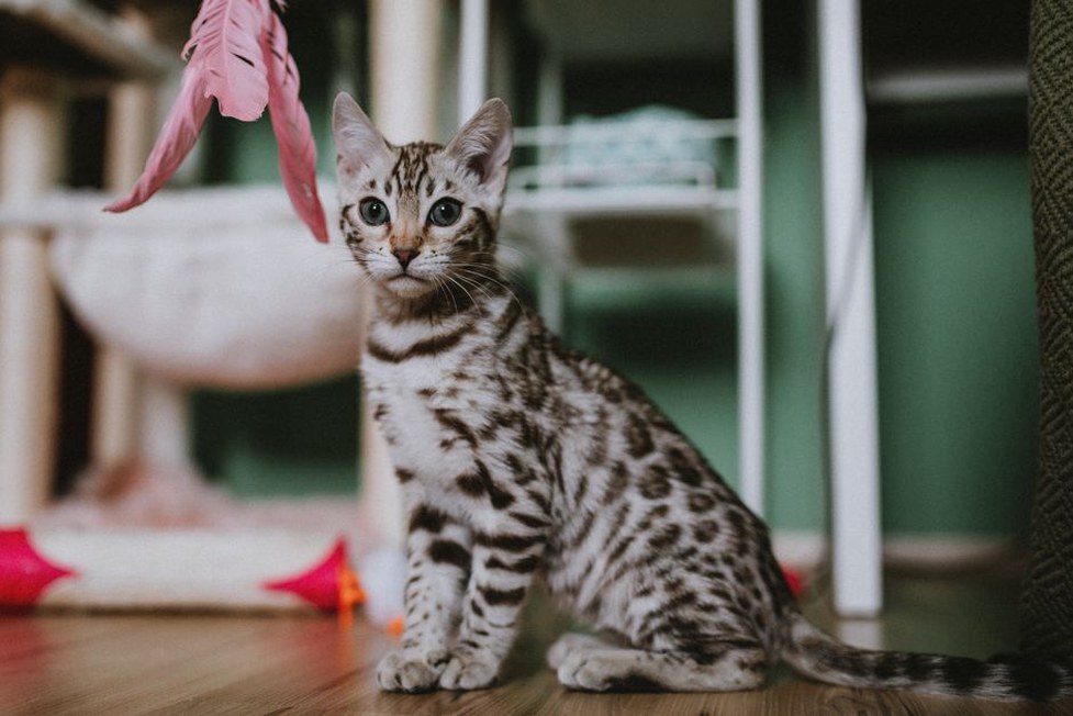 кошка играет с игрушкой на полу