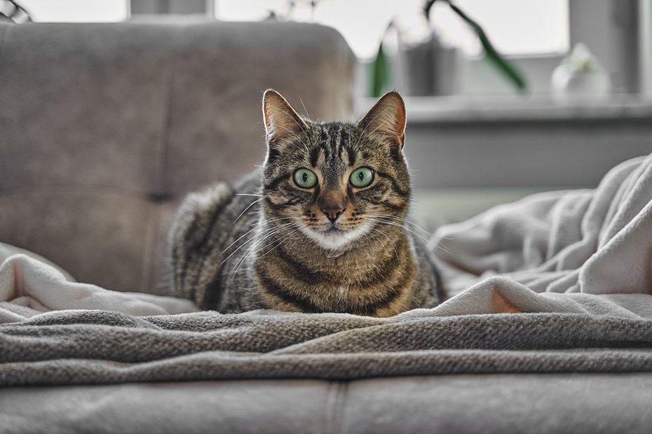 кошка отдыхает рядом с семьёй на диване