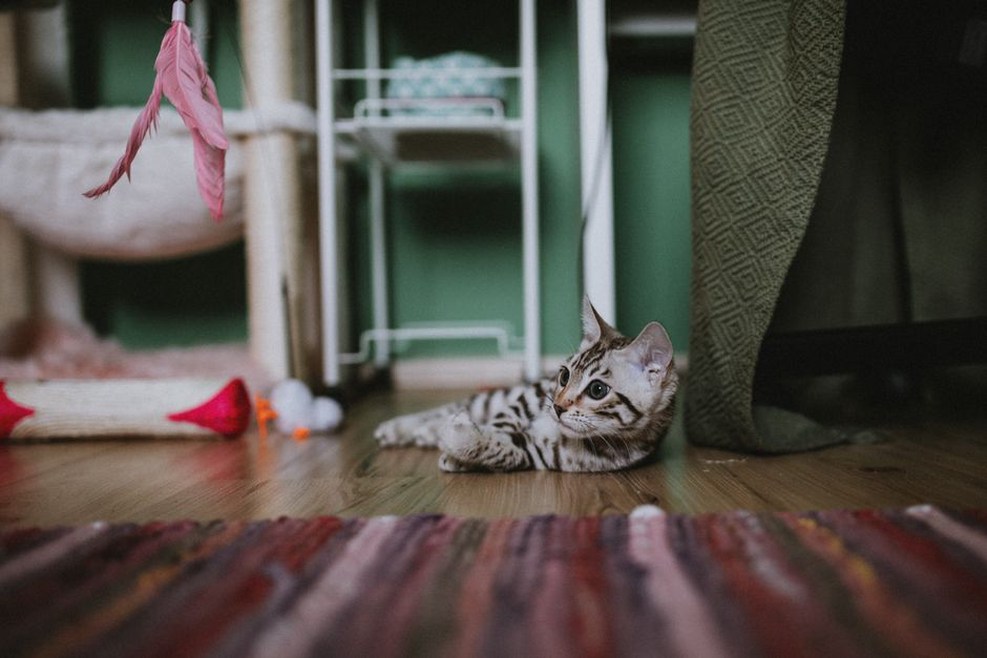 кошка отдыхает наверху, пока хорёк играет внизу