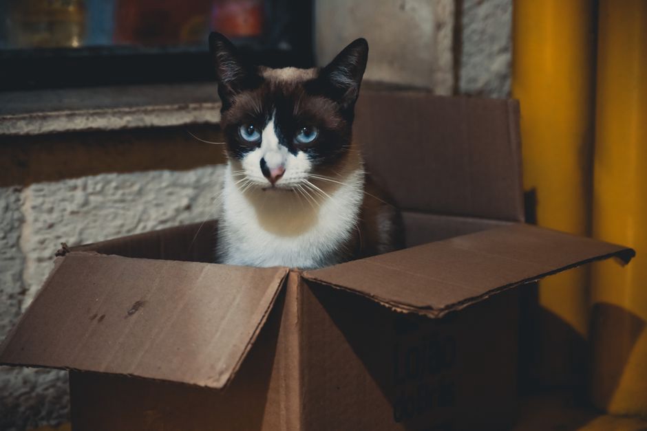 кошка устроилась в картонной коробке у стены