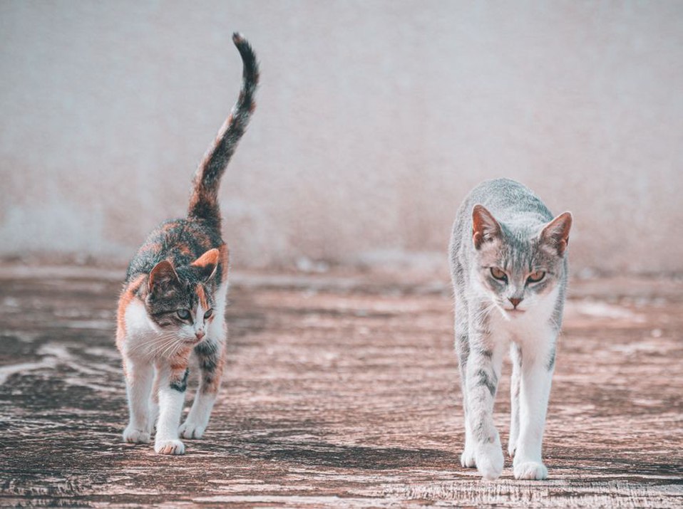 кошка с поднятым хвостом на фоне зелёного сада