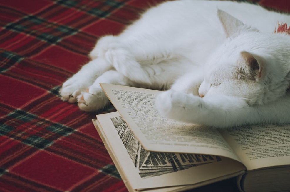 книга и спящая кошка рядом с ребёнком