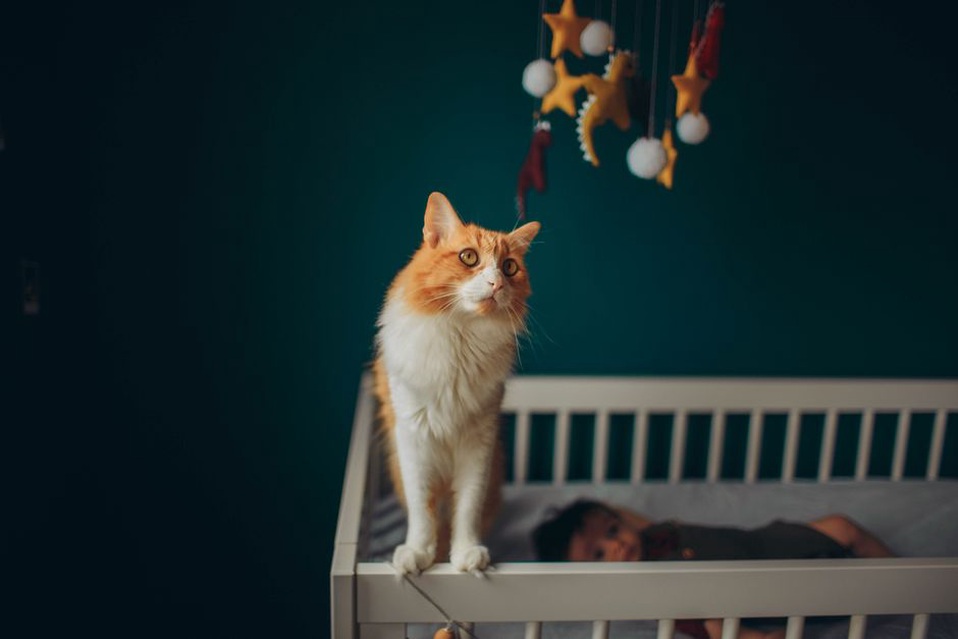 Ребёнок наблюдает за кошкой, не тревожа её отдых