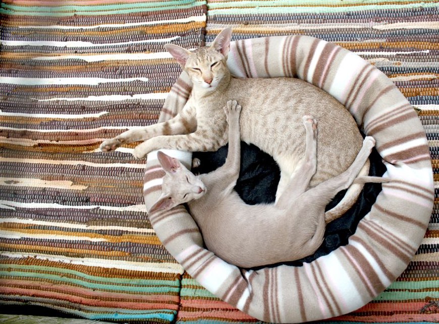 Кошка и хорёк отдыхают в отдельных уютных местах