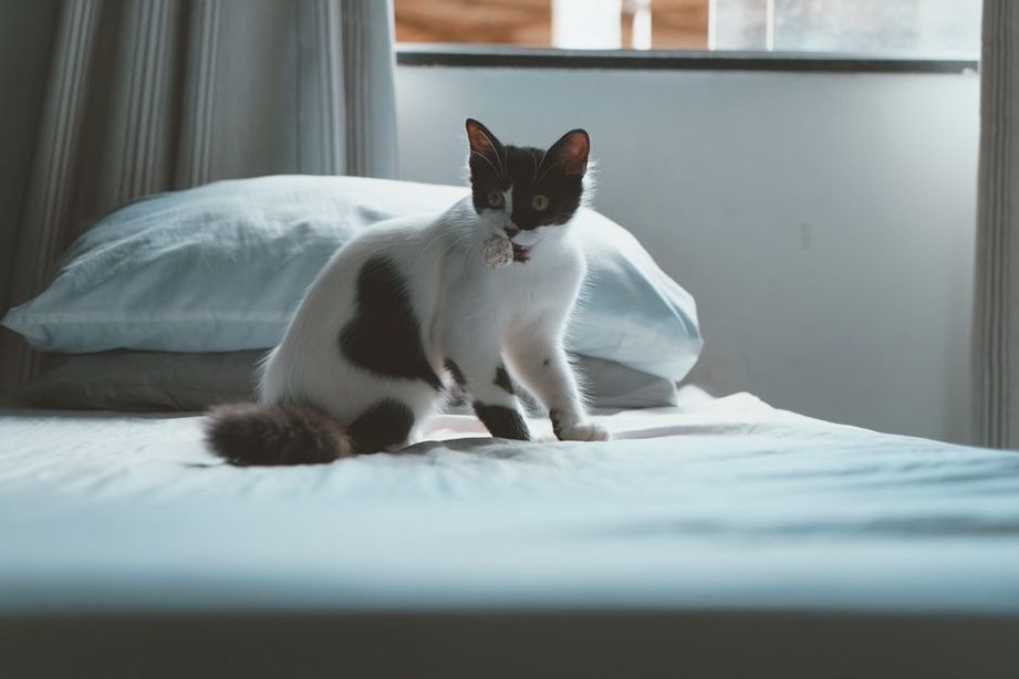Кот отдыхает в мягкой лежанке у окна