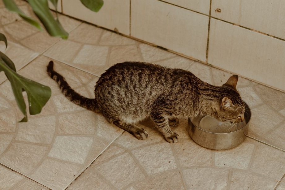 кошка пьёт свежую воду из миски