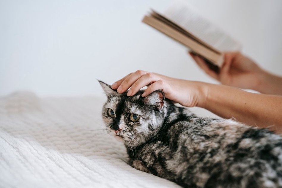 ребёнок читает книгу рядом с отдыхающей кошкой