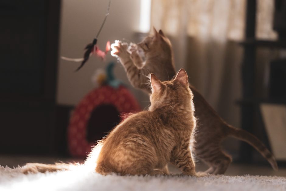 кошка тянется к игрушке на ковре
